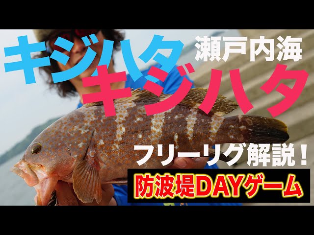 375 知略を尽くす真昼のロックフィッシュゲーム 強風の瀬戸内に大キジハタを釣る Litetube