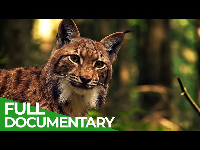 Wild Slovakia - In the Wilderness of the Carpathian Mountains | Free Documentary Nature