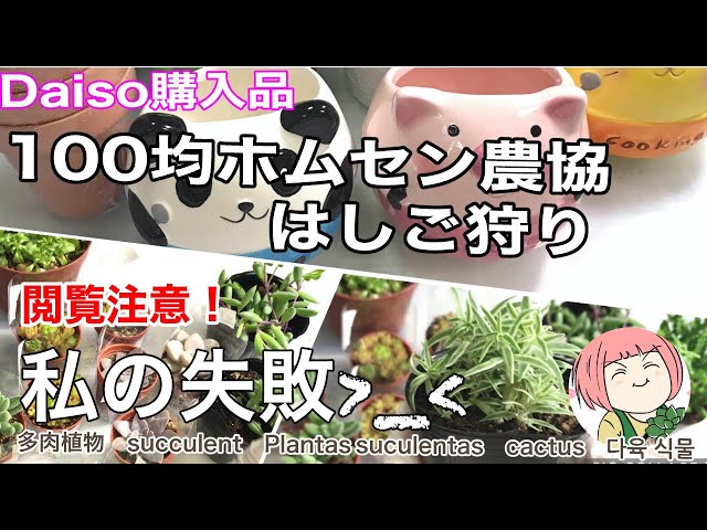 365日多肉生活 Litetube 365日多肉生活 Litetube