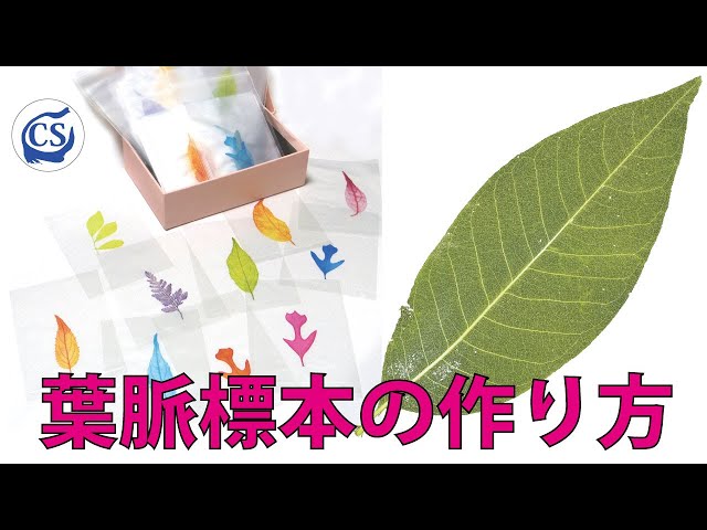 手づくり動画 お家でハンズメイド 葉脈標本をつくろう 東急ハンズ公式 Litetube 手づくり動画 お家でハンズメイド 葉脈標本をつくろう 東急ハンズ公式 Litetube