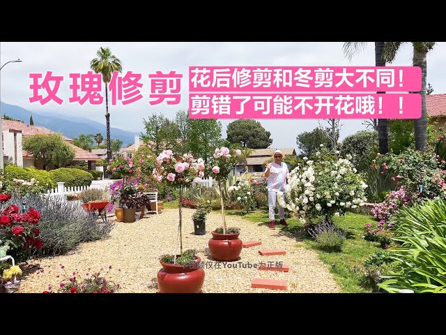 Eng Sub 玫瑰春夏季如何修剪how To Deadhead Roses Litetube