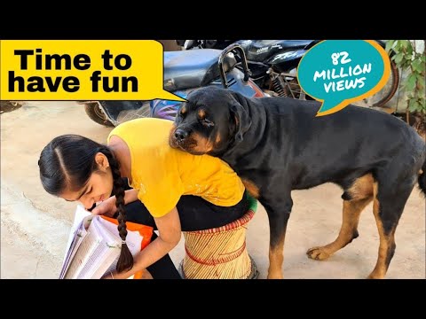 My Dog Is Trying To Irritat Anshu The Rott Best Video Funny Dog Videos
