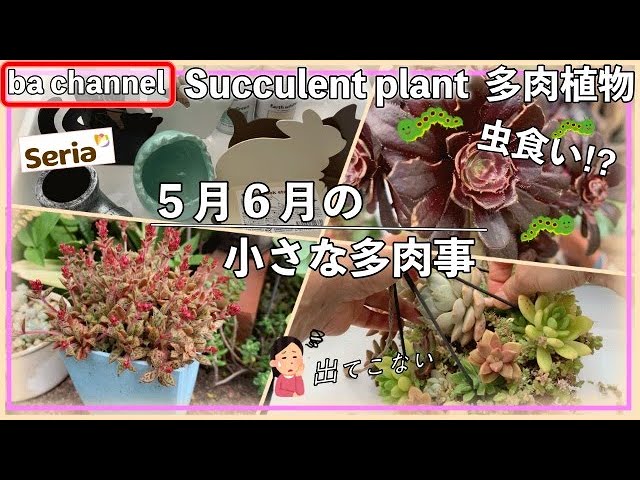 109 多肉植物 Succulent 簡単 多肉植物 リメ缶作り 100均の転写シールとデコパージュ風のリメイクをしていきます Litetube 109 多肉植物 Succulent 簡単 多肉植物 リメ缶作り 100均の転写シールとデコパージュ風のリメイクをしていきます Litetube