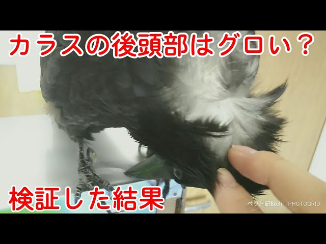 後頭部めくり カラスの後頭部はグロいらしいので実際に見てみましたw 爆弾猫 冬猫夏猫 サイヤ犬w カラス 四つ足トリオ Litetube