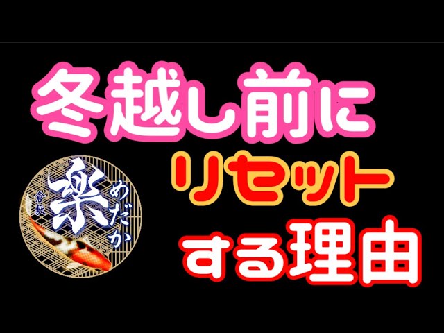 楽めだか Rakumedaka Aquarium Ch Litetube