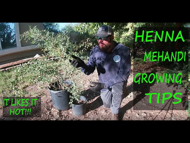 How to grow Henna Mehndi Inai tree plant from stem cutting and 