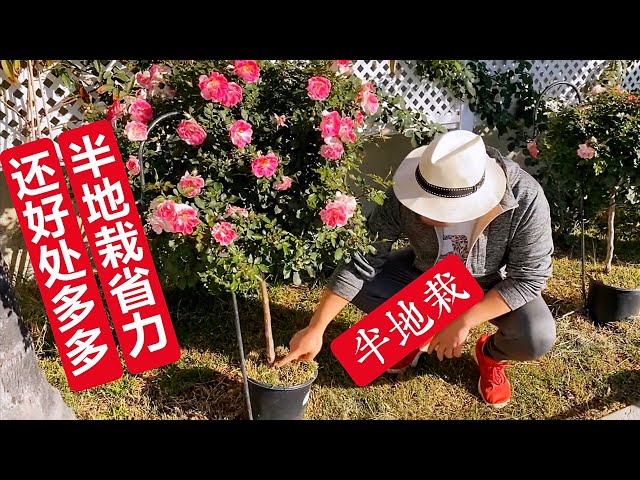 盆栽菊花栽培技术视频1 标清 Litetube
