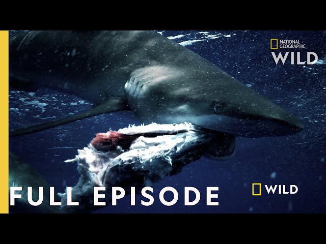 Shark vs. Tuna (Full Episode) | National Geographic