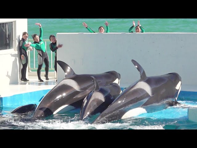 鴨川シーワールド シャチパフォーマンス 終了後の風景 21 01 02 13 00 Litetube