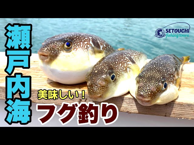 フグのカットウ釣りに初挑戦 テクニックも大公開 ガッ釣り関西 069 Litetube フグのカットウ釣りに初挑戦 テクニックも大公開 ガッ釣り関西 069 Litetube