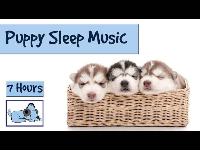 Help your Puppy go to Sleep at Night, with this 7 HOUR Song! Relax My Dog!