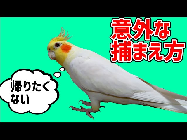 オカメインコの甘え顔と怒った表情のギャップに萌えまくる Cute Cockatiel 動画1245 Litetube