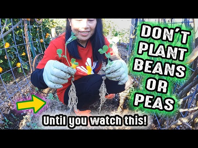 Don't Plant Beans Or Peas In Your Garden Before Watching This!