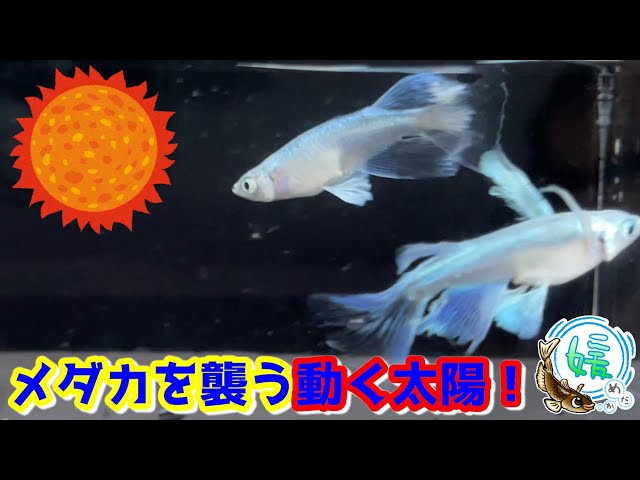 媛めだか Litetube 媛めだか Litetube