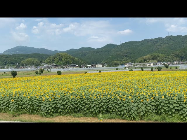 21 03 26 霧幻鬱金香 春のフラワーパークおおず その7 愛媛県大洲市 Litetube 21 03 26 霧幻鬱金香 春のフラワーパークおおず その7 愛媛県大洲市 Litetube