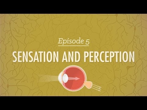 Sensation And Perception Crash Course Psychology 5