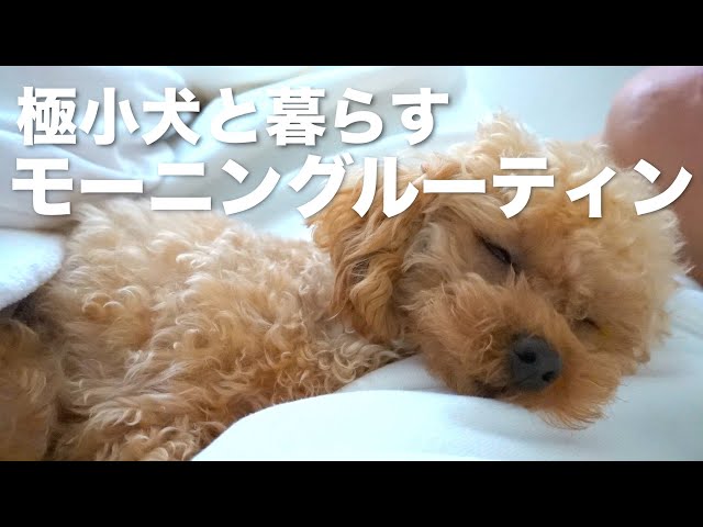 ナイトルーティン 犬と暮らす一人暮らし社会人男の平日夜 Litetube