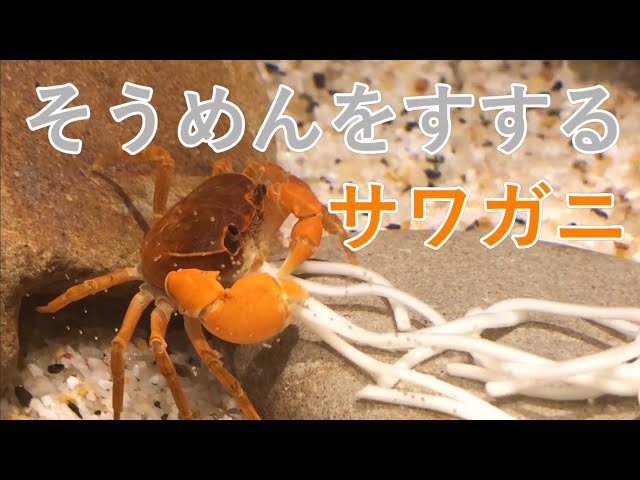 食べる予定だったサワガニを飼育してみた結果 Litetube 食べる予定だったサワガニを飼育してみた結果 Litetube