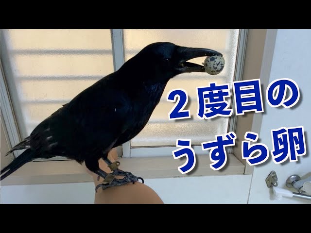 ようこそカラスのリキ Litetube