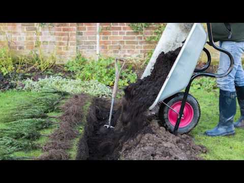 How To Plant A Bare Root Hedge Video Tutorial Hedges Direct