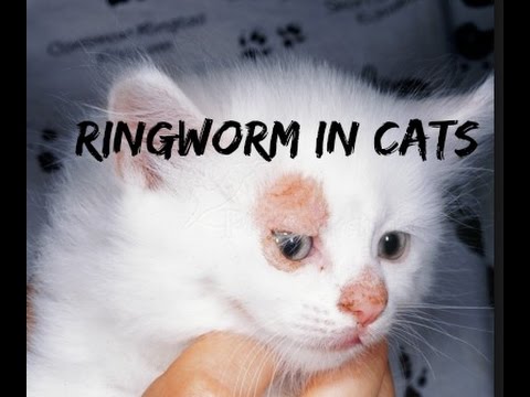 Ringworm In Cats And Dogs