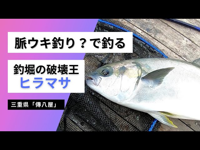 傳八屋 懲りずにメガブリ 初春の釣堀は難しいなぁ Litetube