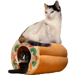 母猫に本気で怒られる子猫 それでも懲りない Youtube 母猫に本気で怒られる子猫 それでも懲りない Youtube