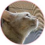 大阪弁をしゃべる猫がコロナウィルスに説教 おしゃべりペット Youtube