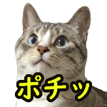 病院から帰ってきた猫がすごく怒ってる Youtube 病院から帰ってきた猫がすごく怒ってる Youtube