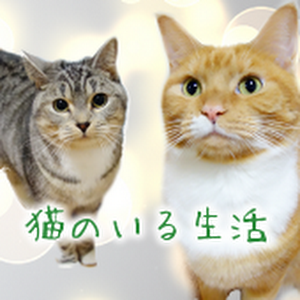 Funny Cat Eats Cucumber 猫 おもしろ きゅうりを抱えて食べる猫 Youtube