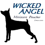 415 For わんこ 犬笛の使い方と吹き比べ Youtube 415 For わんこ 犬笛の使い方と吹き比べ Youtube