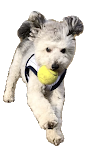 犬に動く犬のおもちゃをプレゼントしたら反応が面白すぎたw トイプードル Youtube