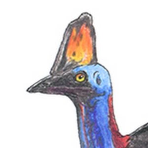 How To Draw A Cassowary - Youtube