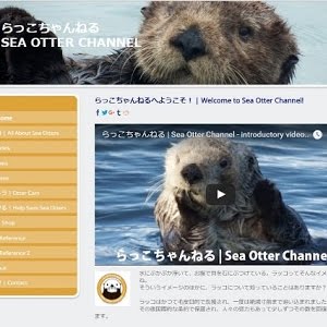 Wild Sea Otter Foraging エサを探すラッコ Youtube Wild Sea Otter Foraging エサを探すラッコ Youtube