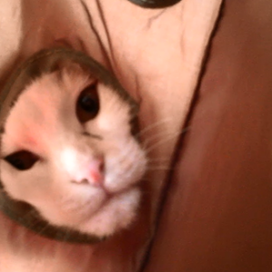 猫おもちゃ マウスハント で猫キック炸裂 Neko Cat Kicking With A Cat Toy Mouse Hunt Youtube 猫おもちゃ マウスハント で猫キック炸裂 Neko Cat Kicking With A Cat Toy Mouse Hunt Youtube