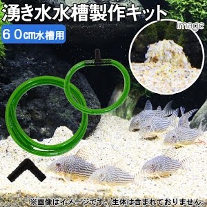 チャーム アクアライフ10月号掲載 コリドラスの湧き水水槽 18 セット動画 コリドラススティルバイワイルド クリスタリーノ水槽 Corydoras Youtube