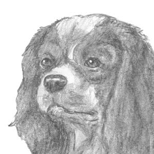 How To Draw A Dog (Cavalier King Charles Spaniel) - Youtube