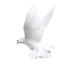 Kabootar Ki Chatri Banane Ka Tarika By Aman Prabhakar Youtube