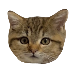 くっついて寝たい子猫が可愛いすぎる Youtube くっついて寝たい子猫が可愛いすぎる Youtube