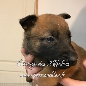 Chiots Malinois 1 Mois De It Is Hot Dog 18 Youtube