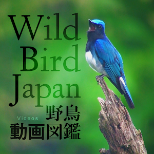 ミユビゲラ 1 留鳥 フィンランドとアラスカ Eurasian Three Toed Woodpecker Wild Bird 野鳥 動画図鑑 Youtube ミユビゲラ 1 留鳥 フィンランドとアラスカ Eurasian Three Toed Woodpecker Wild Bird 野鳥 動画図鑑 Youtube