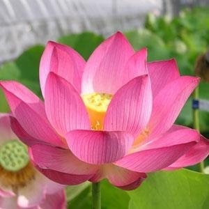 蓮の栽培にメダカをおすすめするには訳があった Youtube 蓮の栽培にメダカをおすすめするには訳があった Youtube