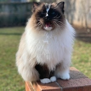 Ragdoll Cat Age Progression Seal Mitted Charlie From 3 Months To 11 Years On His 11th Birthday Youtube