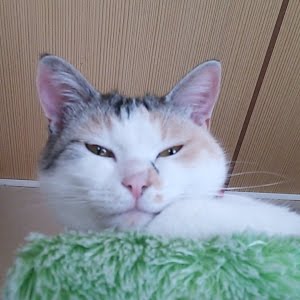構ってもらえずいじける猫 Cat Wants To Play With The Owner Youtube 構ってもらえずいじける猫 Cat Wants To Play With The Owner Youtube