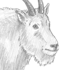 How To Draw A Mountain Goat - Youtube