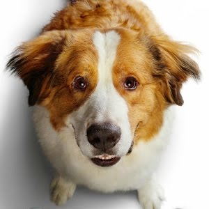 Bailey 2 Ein Hund Kehrt Zuruck Trailer German Deutsch 2019 Youtube