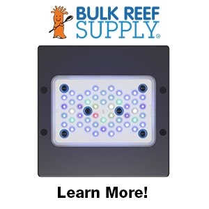 This is what it means to go PRO! How to Master your tank lighting ...