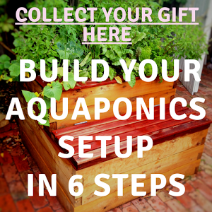 how to build aquaponics system step by step i n g o p