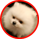 うっせぇわ 絶叫 極小ポメラニアン子犬のかわいい鳴き声 Mini Pomeranian Barking Funny And Cute おもしろ動画 Youtube うっせぇわ 絶叫 極小ポメラニアン子犬のかわいい鳴き声 Mini Pomeranian Barking Funny And Cute おもしろ動画 Youtube