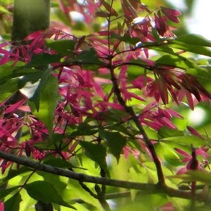 落葉樹シンボルツリー におすすめ アオダモ 花 21 Youtube